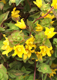 Lysimachia congestiflora 'Persian Carpet'